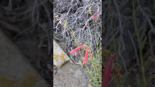 Penstemon rostriflorus in the Sacatar Trail Wilderness Near Kennedy Meadows sierranevada nature [upl. by Asatan]