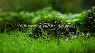 Inspirational Natural Aquarium [upl. by Milks781]