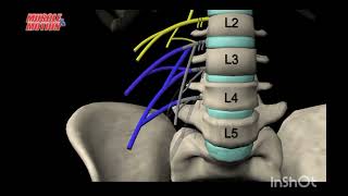 The Lumber Plexus  Anatomy Tutorial medicalstudent greysanatomy [upl. by Oknuj]