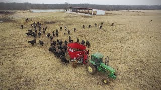 CowCalf Operation Willer amp Ekern Farms Jaylor 5425 TMR Mixer [upl. by Jonette186]