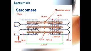 Physiology LECT  Muscle [upl. by Anivlac]