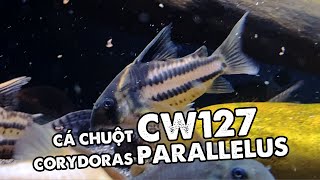 Cá chuột CW127  Corydoras CW127 Parallelus [upl. by Noiroc]