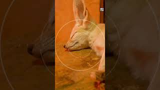 Quick Fennec Fox Facts  The Bigeared Family Man  Animal a Day shorts animals [upl. by Johnathon810]