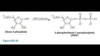 Synthesis of Phosphoribosyl Pyrophosphate PRPP Explanation [upl. by Bernadine]