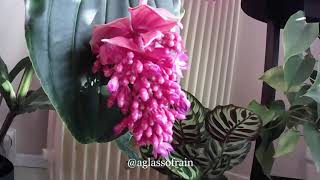 Medinilla Magnifica Timelapse [upl. by Selina]