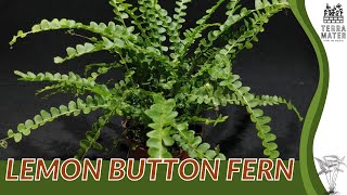 LEMON BUTTON FERN Information Description amp More Nephrolepis cordifolia [upl. by Ninnetta]