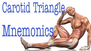 Carotid Triangle Contents MNEMONICS  Memorize in 2 minutes [upl. by Aprile]