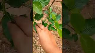 asafoetida plant hing ka paudha asafoetida plants viral reach organic benifits healthygood [upl. by Enrak67]