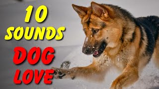 10 SOUNDS Dogs LOVE To Hear The Most [upl. by Karolina]