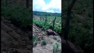 Queda de meteorito em Parambu Ceará [upl. by Vrablik]