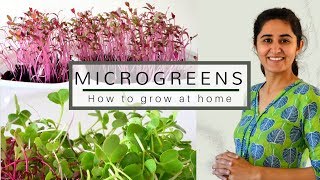 How to grow Microgreens from vegetable seeds 🌿🍀🌿 [upl. by Atinram]