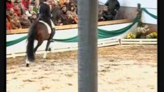 DANONE I Hanoverian DE NIRO stallion by wwwequineevolutioncom [upl. by Hung]