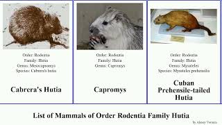 List of Mammals of Order Rodentia Family Hutia Little Desmarest Capromys Bahaman orderrodentia [upl. by Sonia]