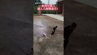 A mad dog bites a passerby who kicks it to death Animals Animals confusing behavior Dogs Dogs [upl. by Enileuqaj]