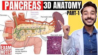 Pancreas Anatomy 3D  neck and head of pancreas anatomy  anatomy of pancreas relations [upl. by Mortensen]