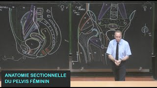 Anatomie sectionnelle du pelvis féminin Pelvis 17 [upl. by Selinda]