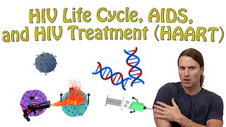 HIV Life Cycle AIDS and HIV Treatment HAART [upl. by Ahsaei648]