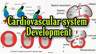 Development of Heart in bangla Cardiovascular system development [upl. by Mintz]