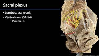 Sacral Plexus and Pudendal Nerve M1 Perineum SDV [upl. by Fritz]