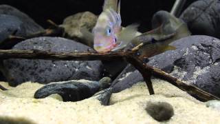 Thorichthys ellioti  breeding II [upl. by Kauslick]