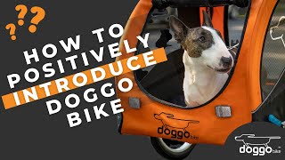 Bichon Frise Dogs first ride on DutchDog DoggyRide Bike Bicycle Dog Trailer [upl. by Samale]