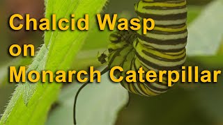 Chalcid Wasp  Monarch Caterpillar Encounter [upl. by Horace]