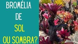 VIAJANDO E CONHECENDO PLANTAS Conheça uma floricultura gigante e seu Bromeliário [upl. by Tulley]