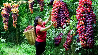 How to Harvest Grape goes To Market Sell  Harvesting and Cooking Tieu Vy Daily Life [upl. by Dawn]