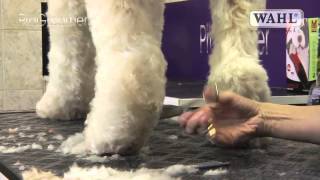 Grooming Guide  Labradoodle  Pro Groomer [upl. by Gnas]