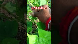 fungicide का स्प्रे करना पडेगा fungicide [upl. by Hamlani]