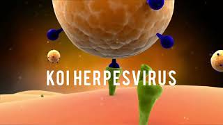 Koi Herpesvirus KHV [upl. by Janyte700]