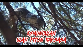 Kemunculan Ular Piton Besar di Pohon Panjang dan Jumbo [upl. by Nadual240]