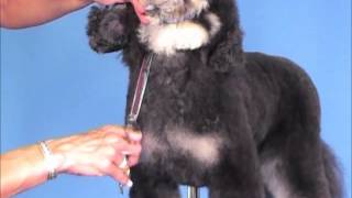 How To Groom Portuguese Water Dog A Poodle In Disguise  Jodi Murphy Instructional Video Series [upl. by Waldo]