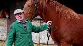 Suffolk Punch horses are critically endangered How can you help [upl. by Snoddy]