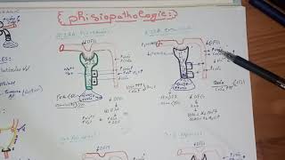 4tout savoir sur linsuffisance rénale aiguë IRAphysiopathologie lIRA intra rénal organique [upl. by Salot]