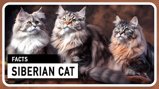 The Siberian Cat  A majestic and family friendly hunter [upl. by Naman716]