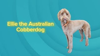 Grooming Ellie the Australian Cobberdog [upl. by Delora]