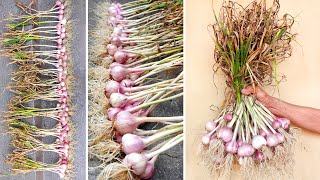 Growing Garlic harvested Bulbs at home in the easiest way  Gardening with TEO [upl. by Ahsilek142]