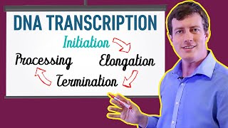 Translation Animation 2  translation elongation in prokaryotes [upl. by Ecinaej921]