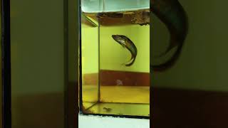 Croaking Gourami ត្រីក្រឹមក្ដារ sengbetta aquariumfish foryou [upl. by Benilda729]