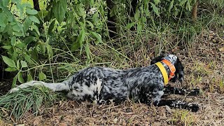 ENGLISHSETTERS CAESAR 5 [upl. by Niko]