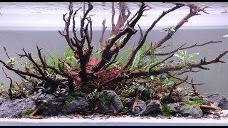 Aquascape 1200 Step by Step Video New Nature Aquarium by AG [upl. by Aneehta]