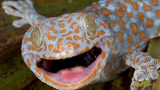 Gecko Sound  Tokay Gecko Effect  Picture Of Gecko Big Size [upl. by Cerelly]