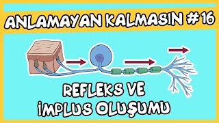 Anlamayan Kalmasın 16 Refleks ve İmpuls Oluşumu [upl. by Gilles]