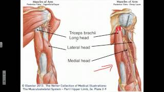 Elbow Joint Flexion Extension Supination Pronation [upl. by Rather199]