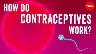 How do contraceptives work  NWHunter [upl. by Gunar]