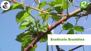 How to Eradicate Brambles Naturally [upl. by Attenov]