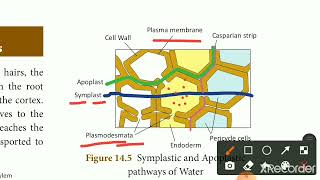 Pathway of water absorbed by roots in tamilStd 10apoplast and symplast pathway [upl. by Marje]