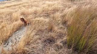 Owen the Working Cocker Spaniel hunting rabbits 180524 [upl. by Naujat]