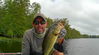 Buzzing up some bass on the Roanoke River [upl. by Etnod]